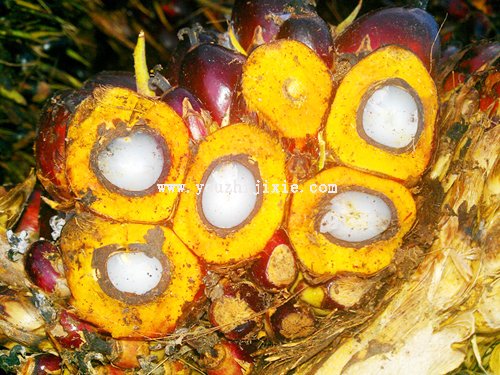 棕櫚果制油成套設備工程規格含棕櫚果圖片(圖1) 棕櫚果制油成套設備工程規格含棕櫚果圖片(圖1)