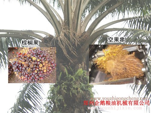 棕櫚油加工設備 企鵝是棕櫚油設備生產廠家(圖1) 棕櫚油加工設備 企鵝是棕櫚油設備生產廠家(圖1)