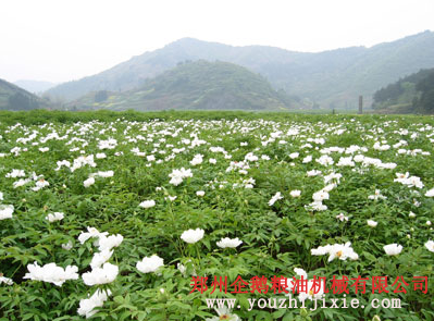 牡丹籽油設備 牡丹籽油成套生產線(圖1) 牡丹籽榨油機