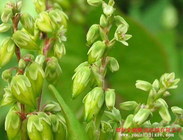 油脂設(shè)備之苦蕎籽油提取設(shè)備 苦蕎籽油營養(yǎng)價(jià)值高(圖1)